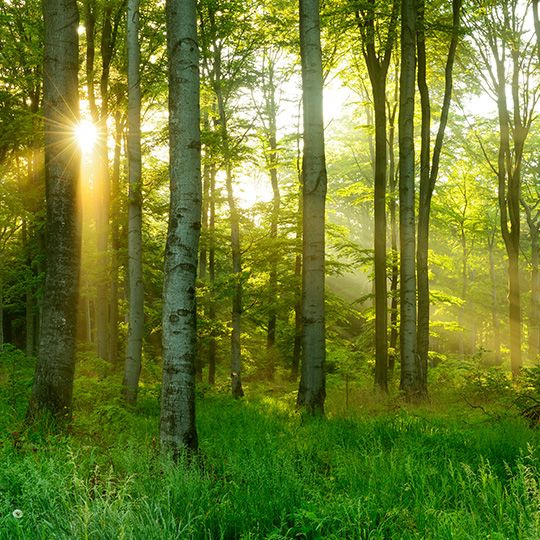 view of sunlight through trees